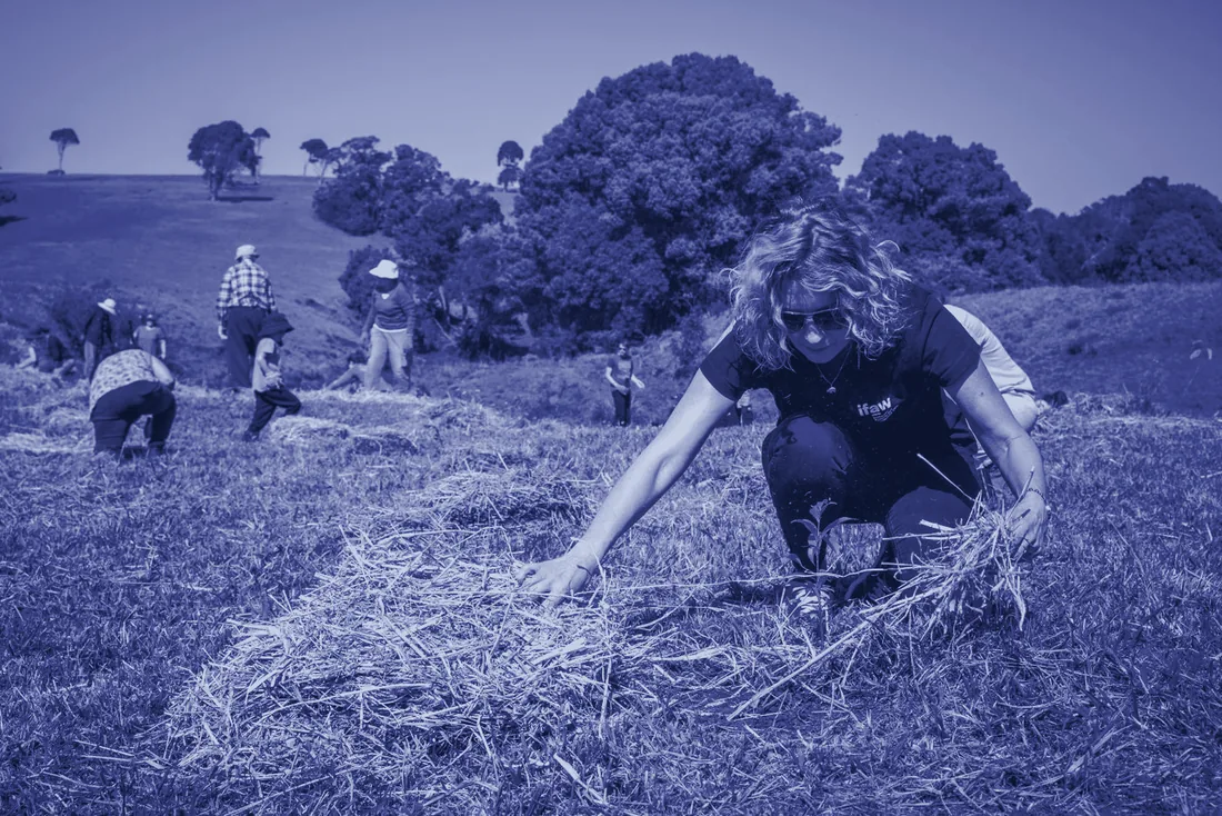Restoration practitioners tending young seedlings on a hillside, a group working behind them